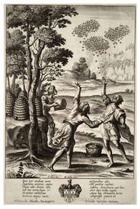 ミツバチの群れ。状態1 作： Wenceslaus Hollar